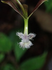 Epidendrum jatunsachanum
