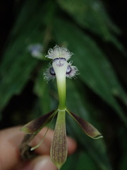 Epidendrum jatunsachanum