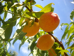 Prunus persica persica