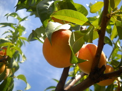 Prunus persica persica