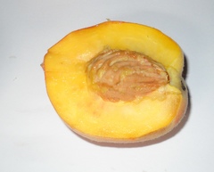 Prunus persica persica