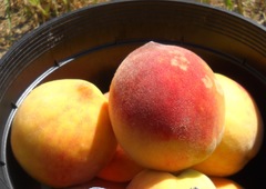 Prunus persica persica