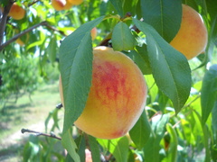 Prunus persica persica