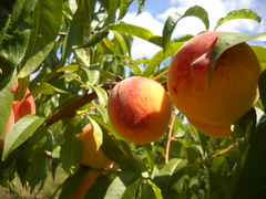 Prunus persica persica