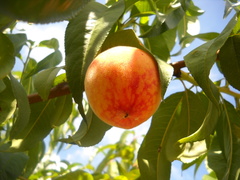 Prunus persica persica