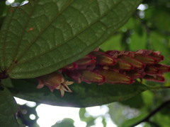 Psammisia ferruginea