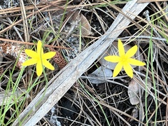 Hypoxis juncea