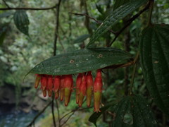 Psammisia ferruginea
