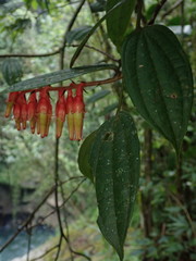 Psammisia ferruginea