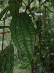 Psammisia ferruginea