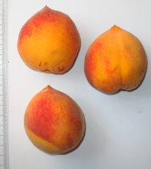 Prunus persica persica