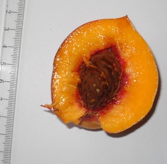 Prunus persica persica