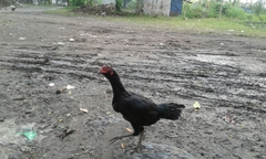 Gallus gallus domesticus