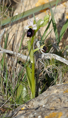 Ophrys bertolonii balearica