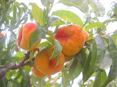 Prunus persica compressa