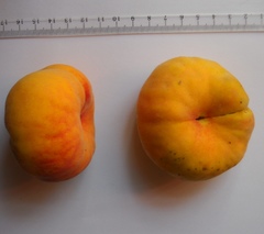Prunus persica compressa