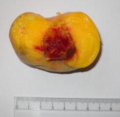 Prunus persica compressa