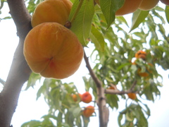 Prunus persica compressa