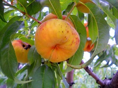 Prunus persica compressa