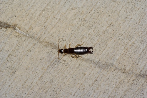 Maritime Earwig photo 6
