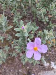 Cistus albidus