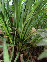 Carex hamata
