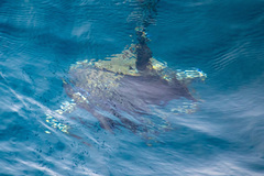 Eretmochelys imbricata