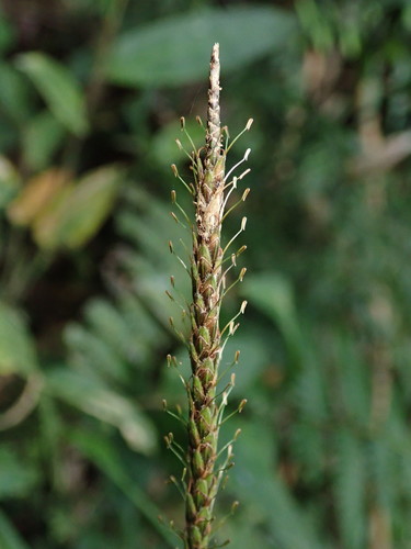birdcatching sedge (Uncinia hamata)