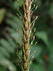 Carex hamata