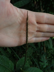 Carex hamata