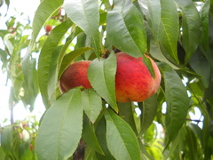 Prunus persica persica