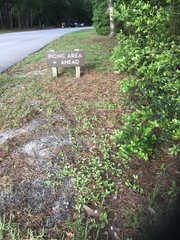 Erigeron quercifolius