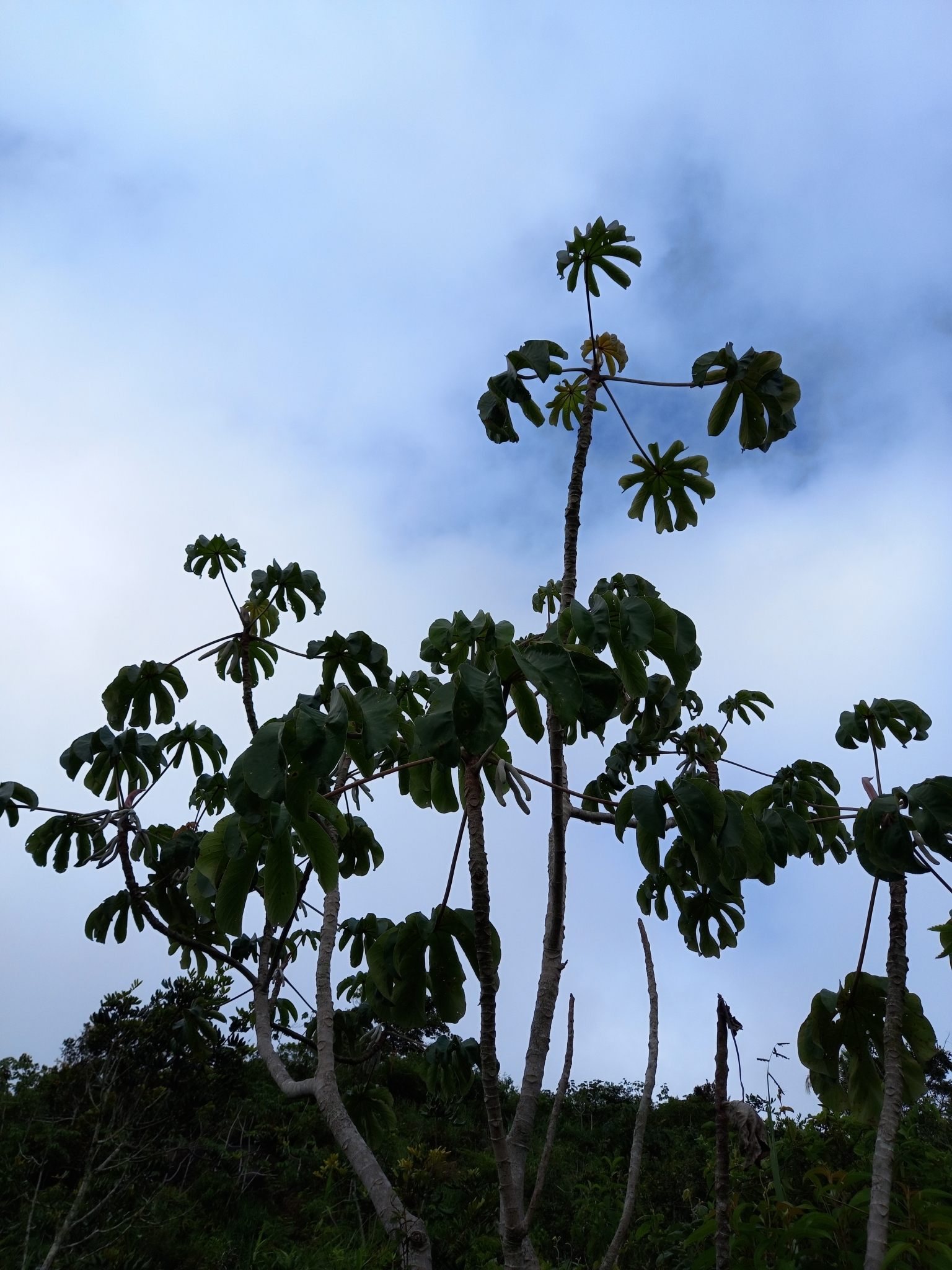 Cecropia pachystachya
