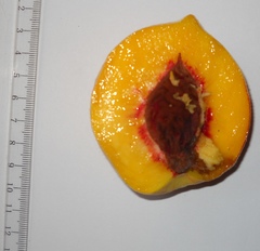 Prunus persica persica