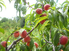 Prunus persica persica