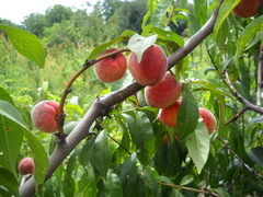 Prunus persica persica