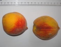 Prunus persica persica