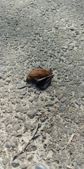 Myotis