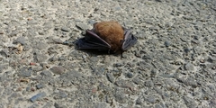Myotis