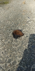 Myotis