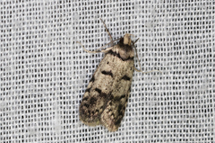 Scatochresis