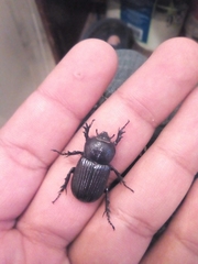 Hemiphileurus