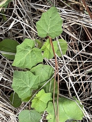 Solanum viarum