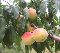 Prunus persica persica