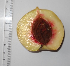 Prunus persica persica