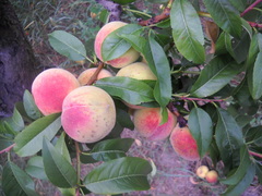 Prunus persica persica