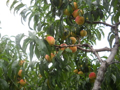 Prunus persica persica