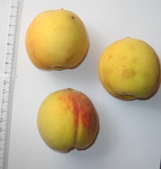 Prunus persica persica