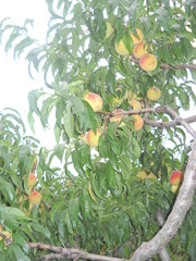 Prunus persica persica