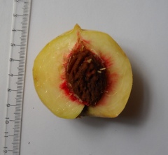 Prunus persica persica